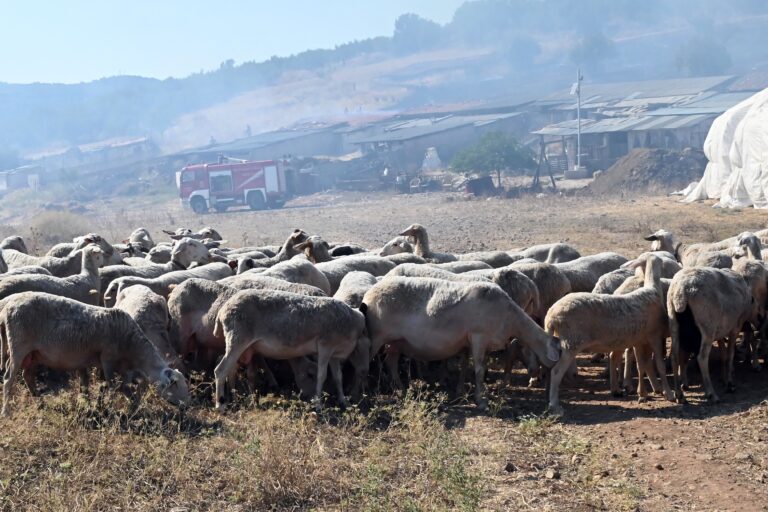 Αύξηση των νέων εστιών ευλογιάς στη Ροδόπη – Απαράιτητη η τήρηση των μέτρων