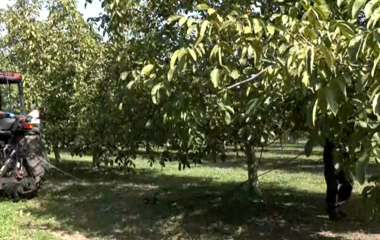 Φέρες Έβρου: Η οικογενειακή επιχείρηση που συστήνει στους Ευρωπαίους τους καρπούς της γης