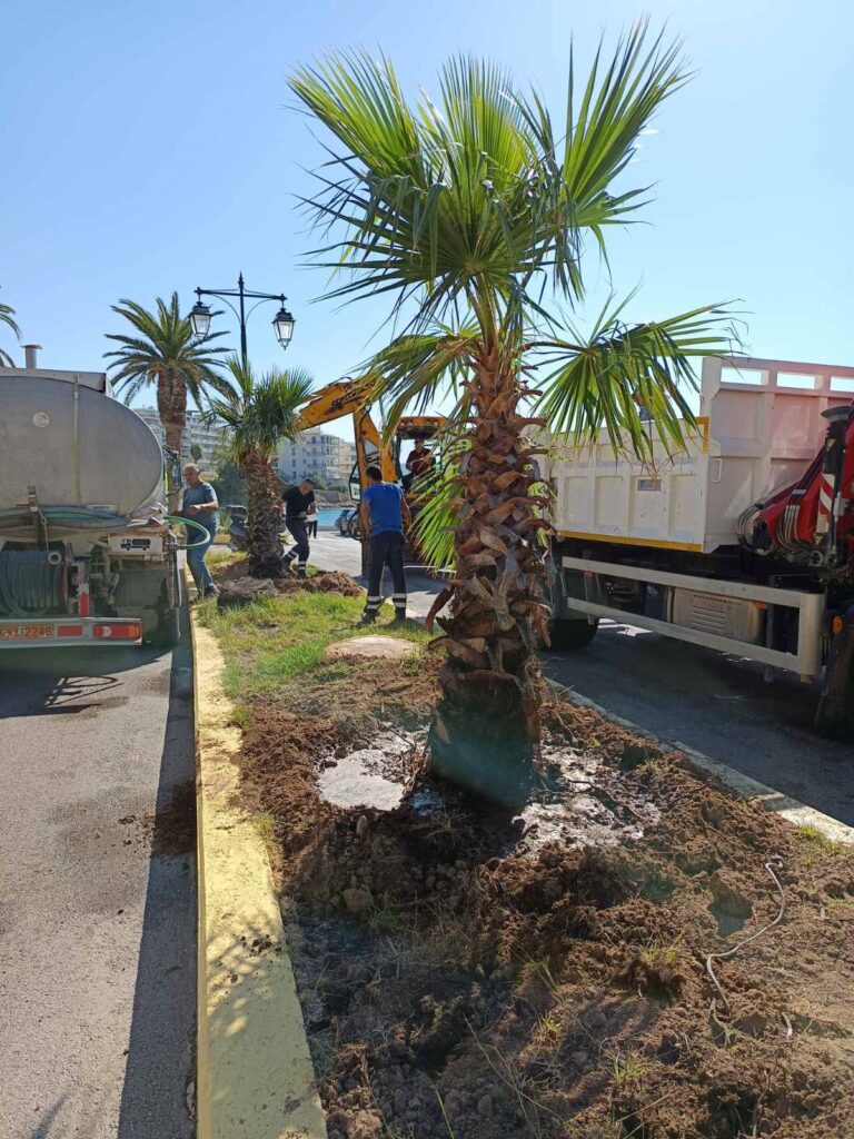 Φυτεύτηκαν φοίνικες στο Λουτράκι