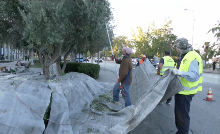 Θεσσαλονίκη: Συγκομιδή ελιάς από τα ελαιόδεντρα του δήμου για την παραγωγή βιολογικού λαδιού