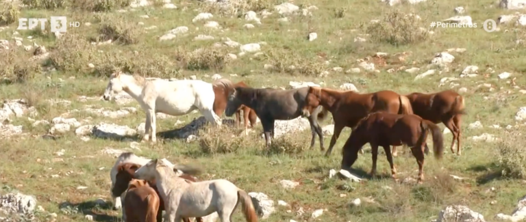 Τα άγρια άλογα της Ηπείρου: Μέτρα για την αρμονική συνύπαρξη με τη σπάνια φυλή ζητούν οι κάτοικοι