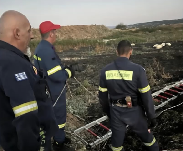 Θεσσαλονίκη: Πυροσβέστες απεγκλώβισαν πρόβατα που έπεσαν σε βάλτο