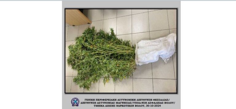 Βόλος: Συνελήφθη να καλλιεργεί δενδρύλλια κάνναβης στην αυλή του σπιτιού του