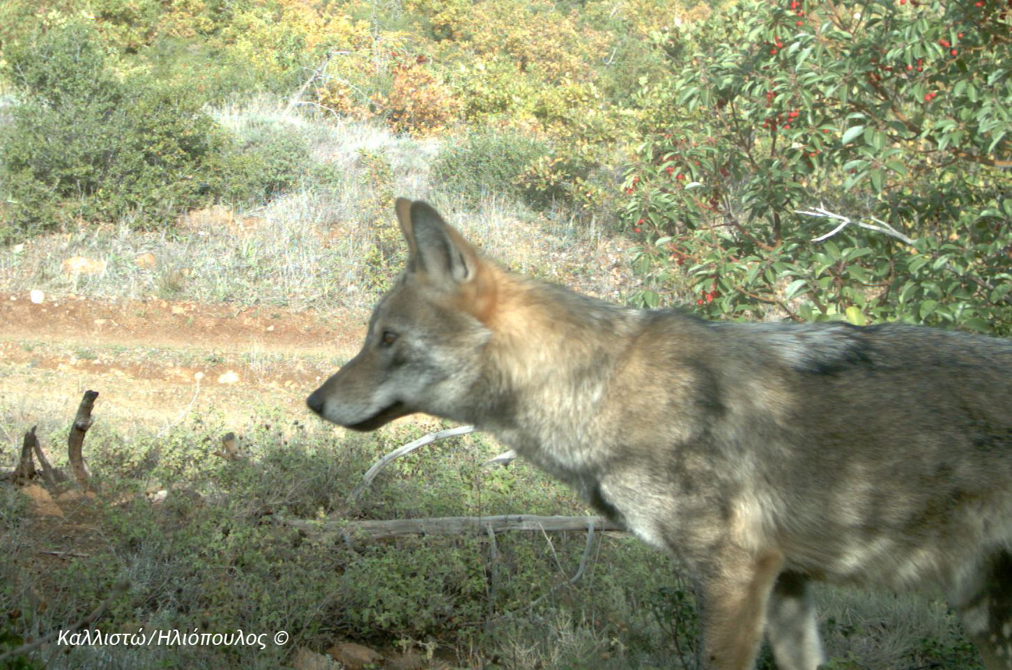 young_wolf_callisto_1