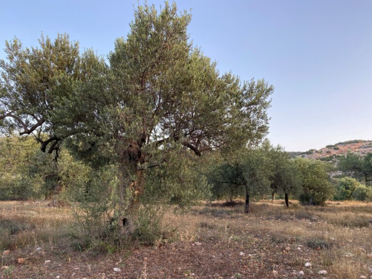 Τρίπολη: Απόφαση του Περιφερειακού Συμβουλίου Πελοποννήσου για το πρόβλημα της Ελαιοκαλλιέργειας