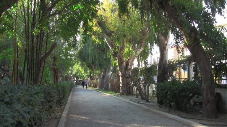 Αυτοψία για την επικινδυνότητα των δέντρων στο Ρέθυμνο με τη συνεργασία Δήμου-ΕλΜεΠα