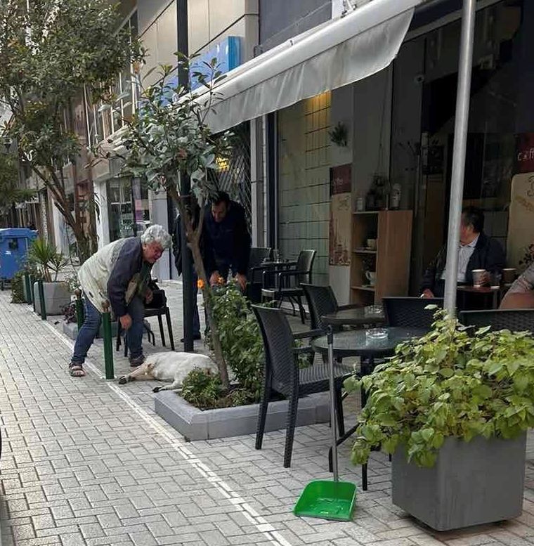 Σέρρες: Νεκρό σκυλί από φόλα – Ο Φιλοζωικός Όμιλος επικήρυξε τους δράστες