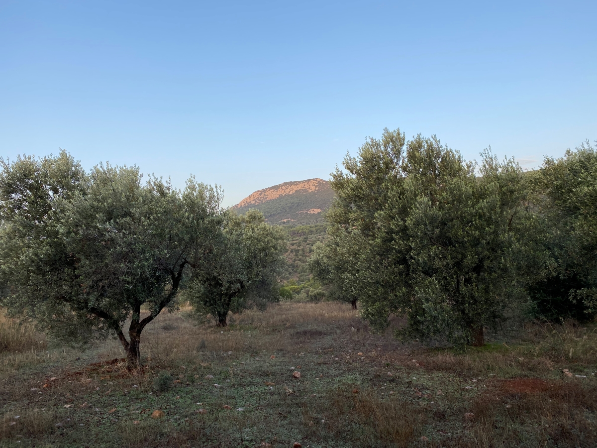 Έγγραφο στον ΕΛΓΑ από τον δήμο Σπάρτης για τις ζημιές στις ελιές λόγω της παρατεταμένης ανομβρίας