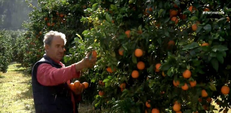 Καθυστερεί η συγκομιδή των εσπεριδοειδών λόγω υψηλών θερμοκρασιών 