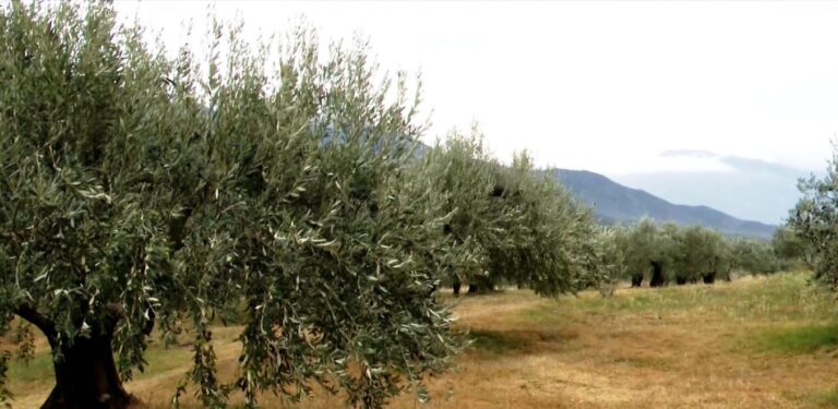 Μια χρονιά με εξαιρετικής ποιότητας λάδι