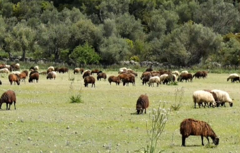 Ανεμώτια Λέσβου: Μέτρα κατά της ευλογιάς των προβάτων- Τοποθέτησαν απολυμαντικούς τάπητες