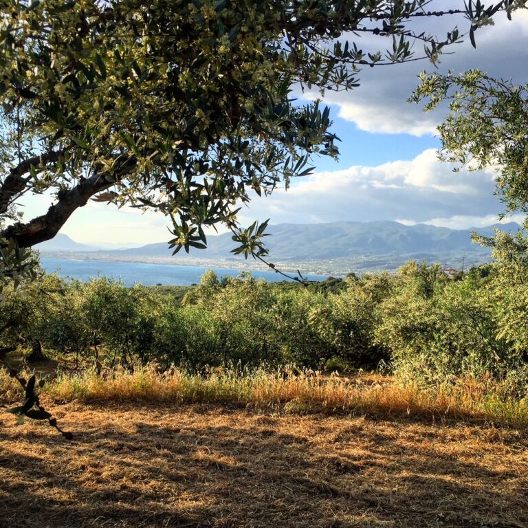 Γ. Κόκκινος: Τέλος εποχής στην ελαιοκαλλιέργεια όπως τη γνωρίζαμε – Στο 50% η ζημιά στη φετινή παραγωγή (ηχητικό)