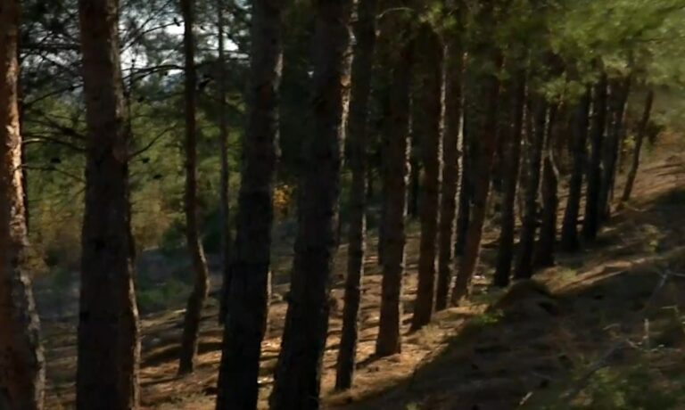 Λύκοι εντοπίστηκαν κοντά στο μοναστήρι Κουφαλίων – Ο Δήμος Χαλκηδόνας εφιστά την προσοχή των κατοίκων