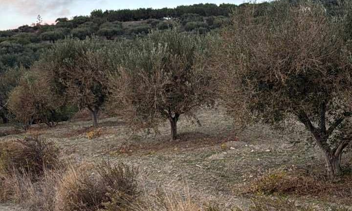 Ηράκλειο: Σε κίνδυνο ο κρητικός ελαιώνας – Ξεραίνονται τα δέντρα μετά το “ράβδισμα”