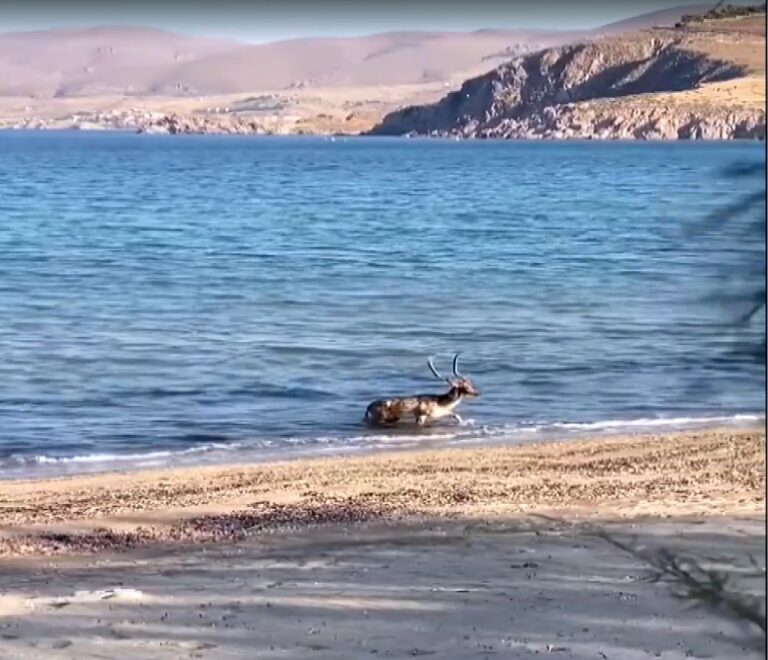 Λήμνος: Ελάφια κολυμπάνε στη Μύρινα
