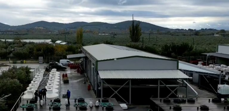 Ικανοποιητική η φετινή ελαιοπαραγωγή- Η άριστη ποιότητα της πράσινης ελιάς Χαλκιδικής