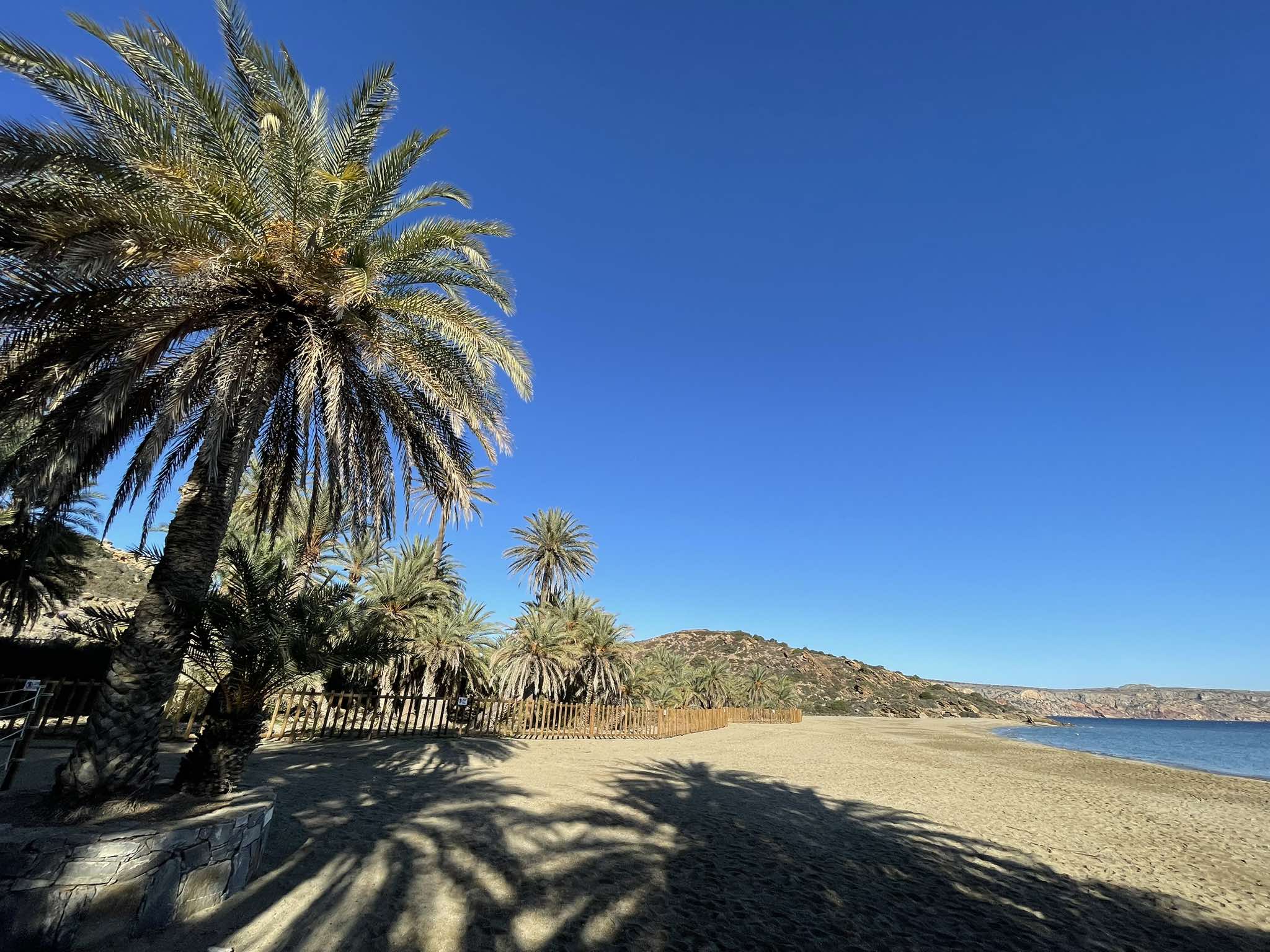 Αναγεννάται το φοινικόδασος του Βάι μετά τις παρεμβάσεις των αρμόδιων φορέων