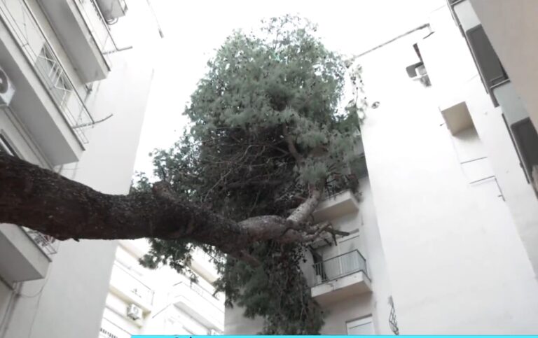 Θεσσαλονίκη: Πεύκο καταπλάκωσε πολυκατοικία-Είναι ακόμη εκεί από το πέρασμα της “Bora”