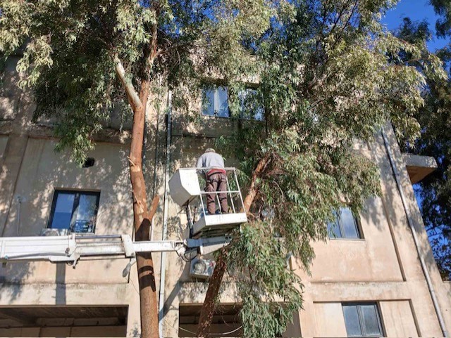 Παρέμβαση του δασαρχείου για τα επικίνδυνα δέντρα στην ΕΡΤ Πύργου