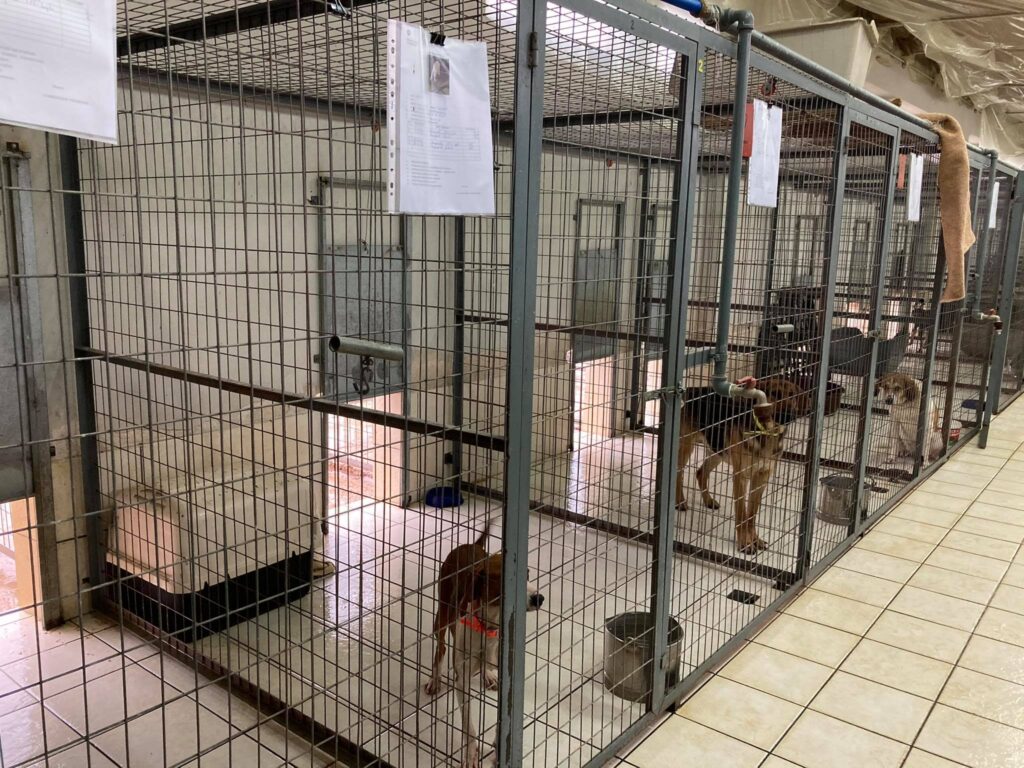 Επιτυχής περισυλλογή επιθετικού αδέσποτου στα Ιωάννινα