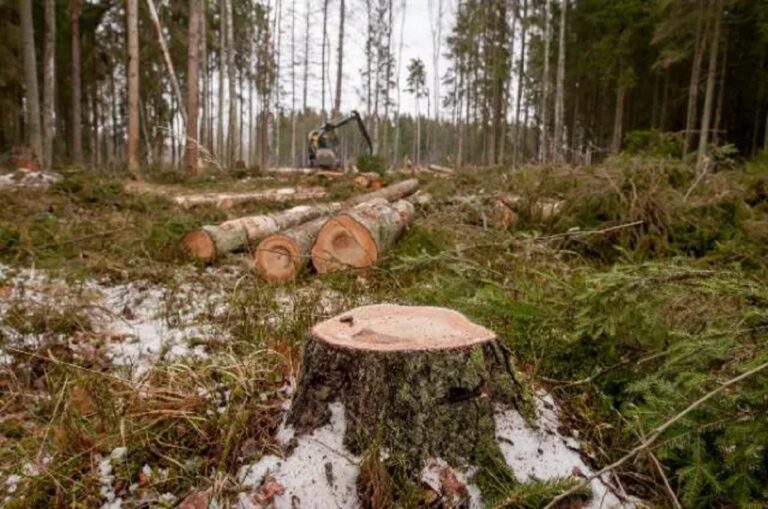 Ευρωπαϊκός νόμος για την αποψίλωση των δασών: Πολιτική συμφωνία δίνει στις εταιρείες επιπλέον χρόνο για να συμμορφωθούν
