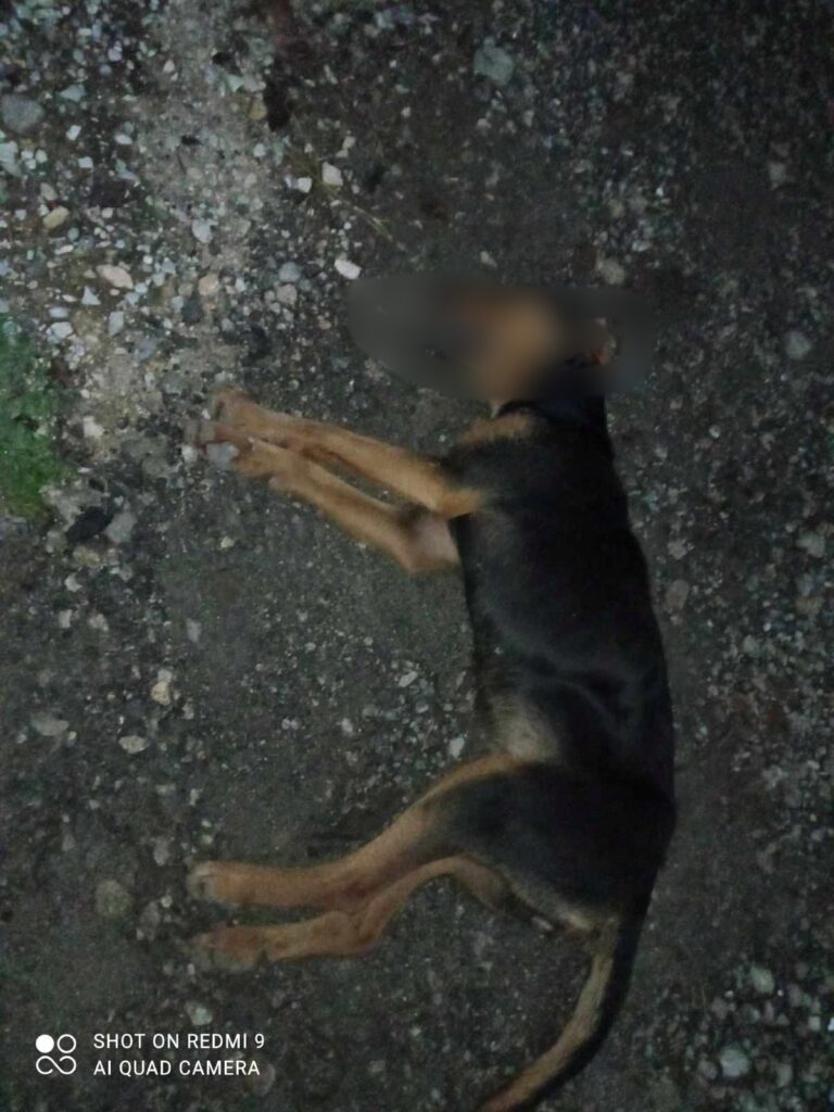 Κοζάνη: Νεκρά αδέσποτα από φόλες στον Κρόκο