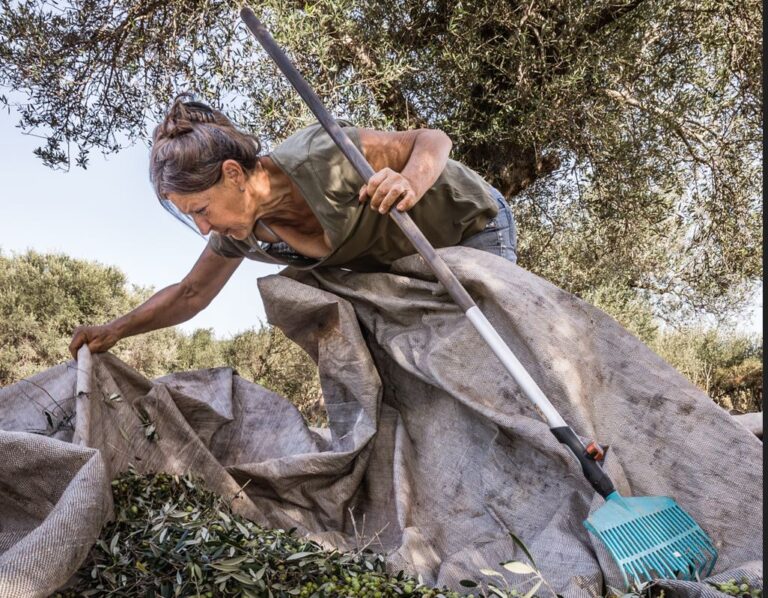 «Creating Roots»: Από το λιομάζωμα έως τη σύγχρονη παραγωγή ελαιολάδου – Φωτογραφική έκθεση από την WINARΤ