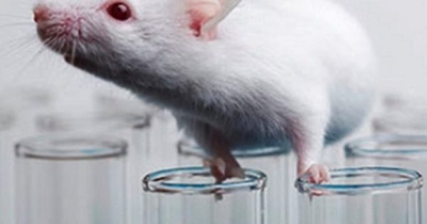 Έρευνα εντοπίζει μακροχρόνιες επιπτώσεις στην υγεία του εγκεφάλου (των ποντικών) από την έκθεση σε κοινό ζιζανιοκτόνο