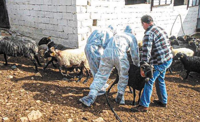 Βόλος: Νέο κρούσμα ευλογιάς σε μονάδα με 1200 πρόβατα στην Αγχίαλο