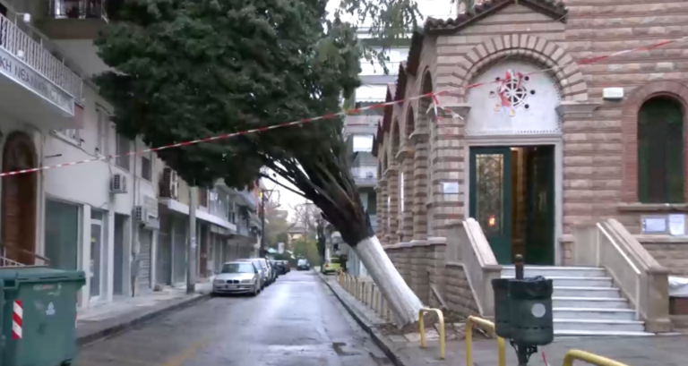 Κακοκαιρία “Bora”-Θεσσαλονίκη: Τεράστιο κυπαρίσσι καταπλάκωσε πολυκατοικία στην Τούμπα