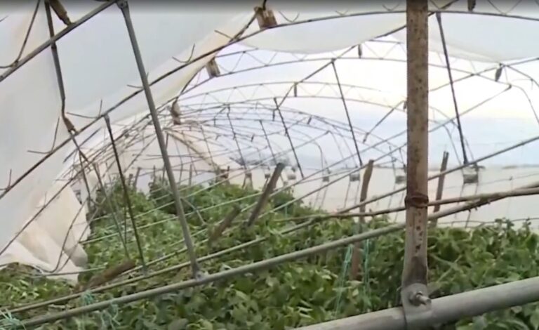 Θεσσαλονίκη: Ανυπολόγιστες ζημιές σε θερμοκήπια των Βασιλικών προκάλεσαν οι θυελλώδεις άνεμοι