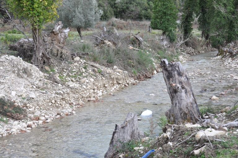 Πρέβεζα: Καταστροφική η Νόσος των Πλατάνων