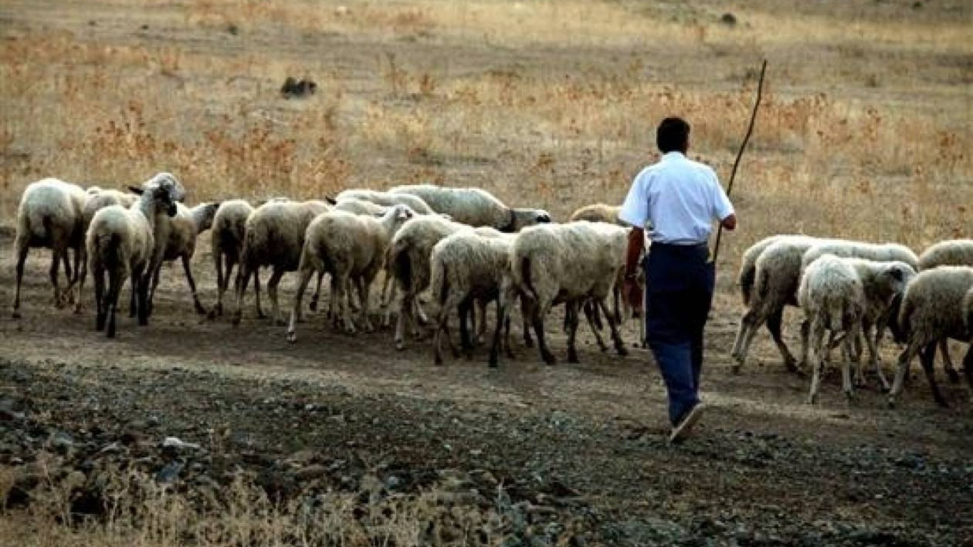 Ρέθυμνο: Στα κρατητήρια 43χρονος – Είχε 30 αιγοπρόβατα χωρίς σήμανση