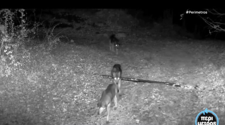 Αγέλη 15 λύκων εντοπίστηκε στην Καστοριά
