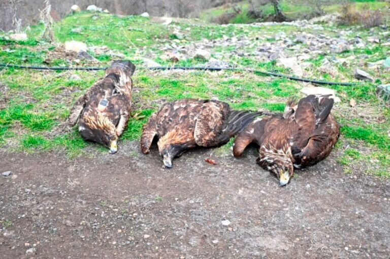 Νεκροί εντοπίστηκαν τρεις σπάνιοι χρυσαετοί