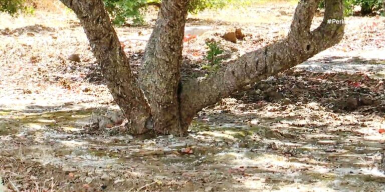Η συγκομιδή και η επεξεργασία της μαστίχας