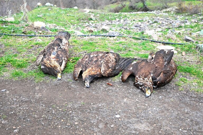 Οικογένεια σπάνιων χρυσαετών εντοπίστηκε νεκρή στην ορεινή Ξάνθη