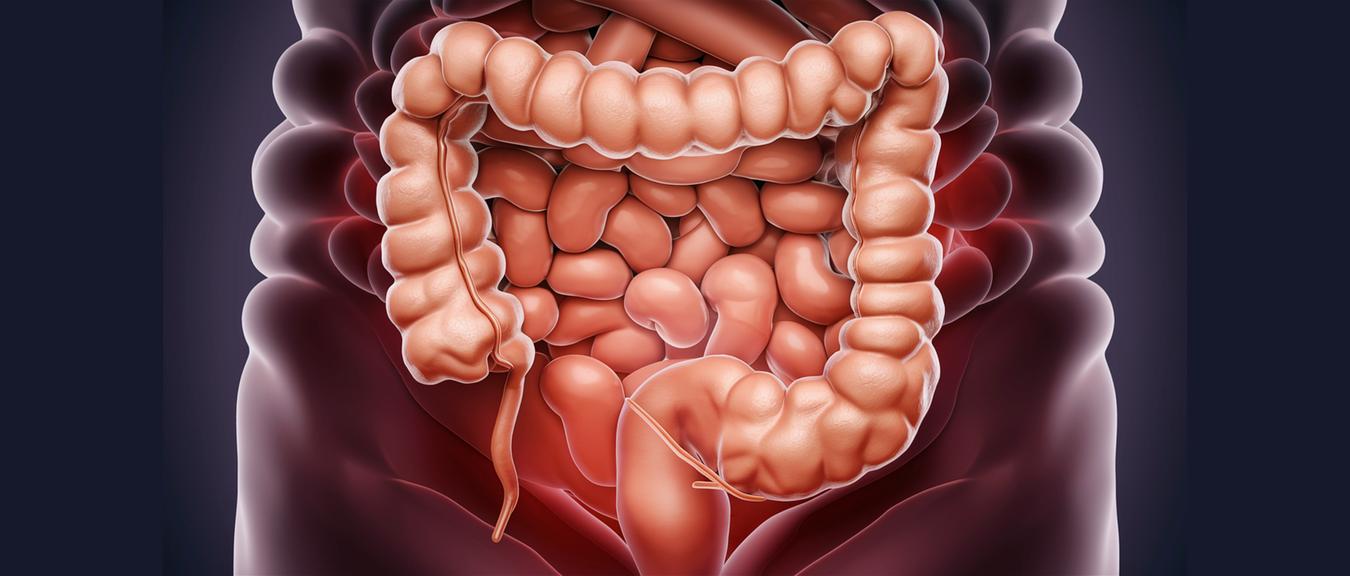 colon-8804708_1920
