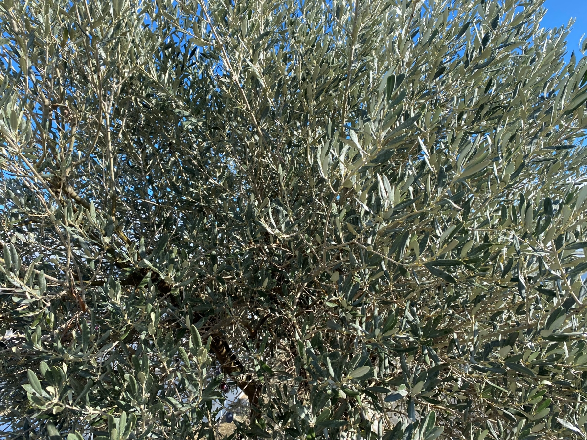 Σπάρτη: Δηλώσεις στον ΕΛΓΑ για την πτώση του καρπού της αθηνολιάς