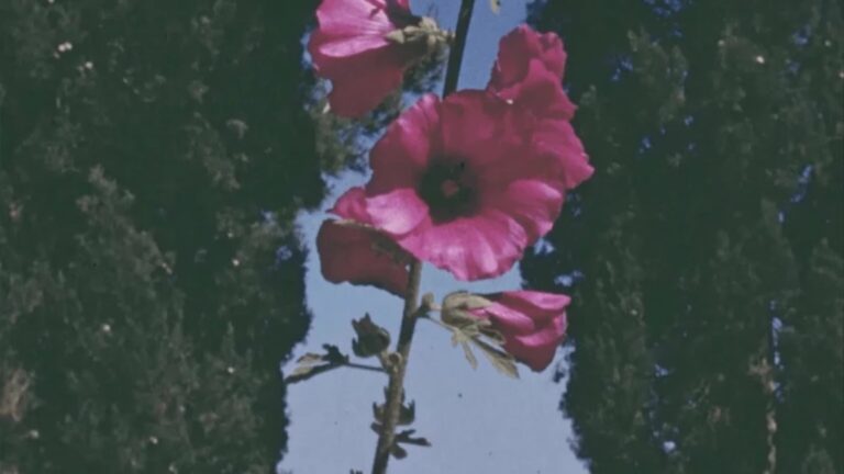 Βραβείο στο Sundance για το ντοκιμαντέρ “The Flowers Stand Silently, Witnessing” του Τεό Παναγόπουλου