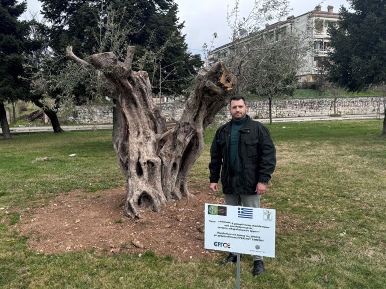 Ο Δήμος Ιωαννιτών φύτευσε έξι αιωνόβιες ελιές στο πλαίσιο περιβαλλοντικής δράσης