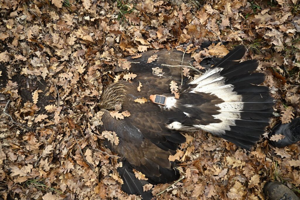 ΟΦΥΠΕΚΑ: Εντοπίστηκε νεκρή οικογένεια τριών χρυσαετών σε ορεινή περιοχή της Ξάνθης