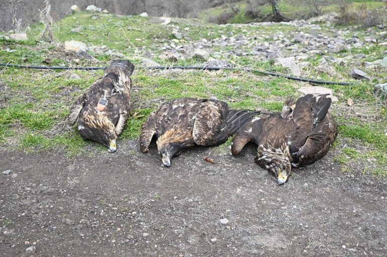 Εντοπίστηκε νεκρή οικογένεια τριών χρυσαετών σε ορεινή περιοχή της Ξάνθης