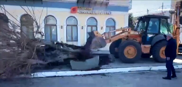 Εκριζώθηκε από τον δήμο Τριφυλίας η «Μουριά Ταμβάκη» 
