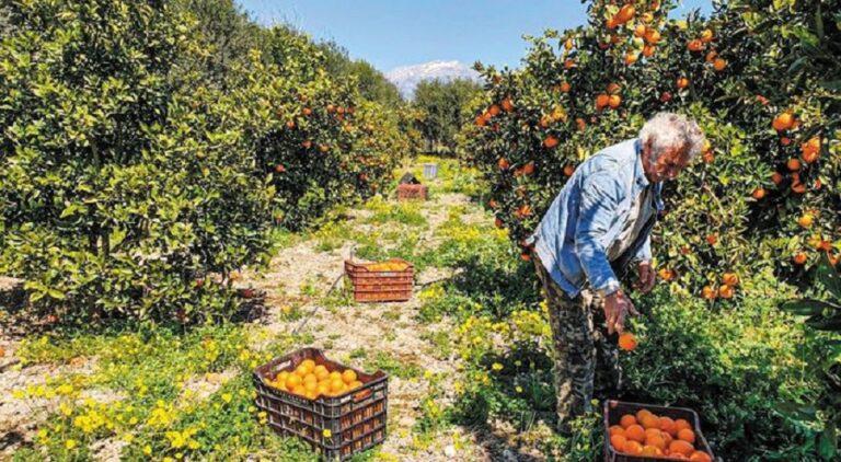 Εσπερίδα για την Βελτίωση της άρδευσης πορτοκαλιάς και αβοκάντο με σύγχρονες τεχνολογίες στον Σκινέ Χανίων