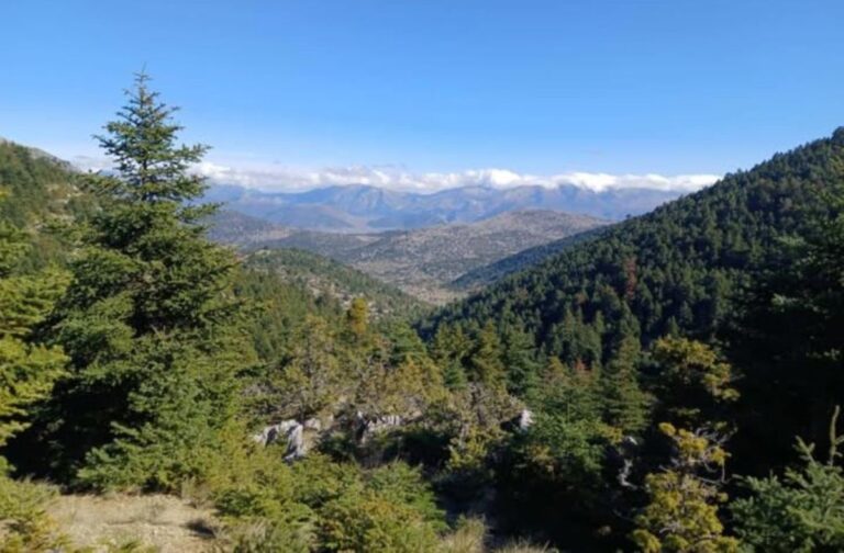 Στο ελατόδασος του Μαινάλου εξορμά ο ΕΟΣ Τρίπολης