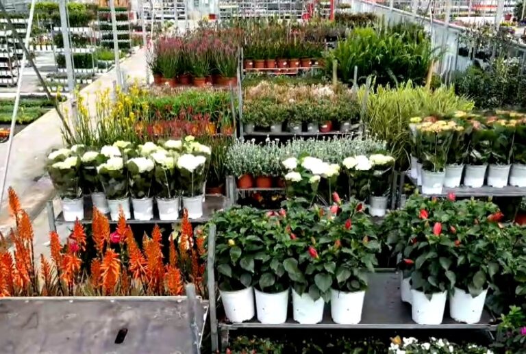 Θεσσαλονίκη: Ξενάγηση σε μια από τις μεγαλύτερες ανθαγορές της χώρας- Ευωδιαστά λουλούδια από την παραγωγή στην κατανάλωση