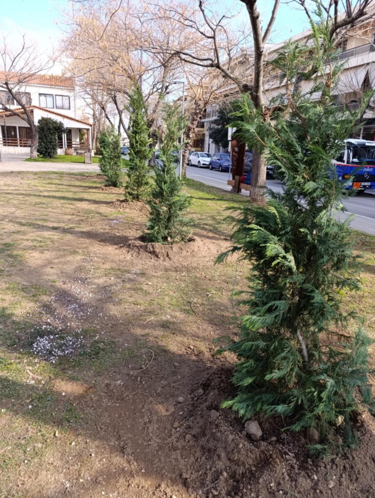 Δήμος Αλεξανδρούπολης: Σε σχολεία και πάρκα μεταφυτεύθηκαν τα χριστουγεννιάτικα δέντρα