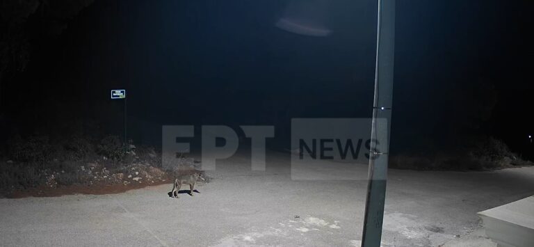 Αγέλη λύκων κάνει βόλτες στην Ιπποκράτειο Πολιτεία – Bίντεο ντοκουμέντο τους δείχνει να μπαίνουν σε αυλές
