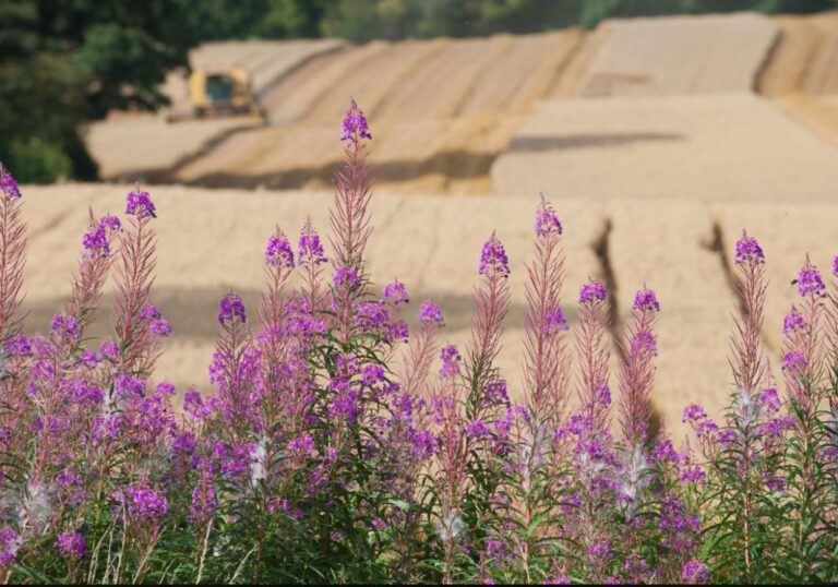 Carbon Farming: Δημιουργία Εθνικού Living Lab για θέματα γεωργίας άνθρακα στο Γεωπονικό Πανεπιστήμιο Αθηνών